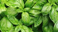 Basil Powder